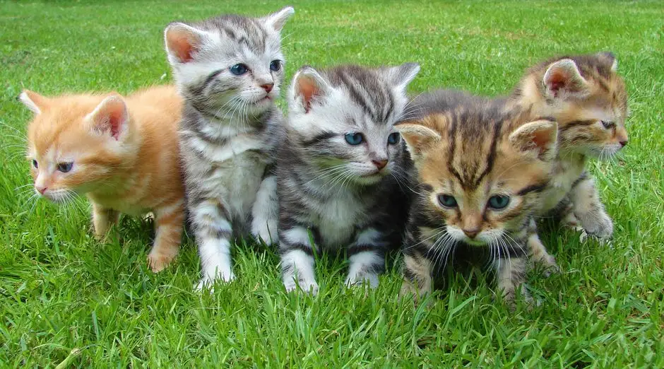 Kotki z Piątku szukają nowego domu – adoptuj słodziaka