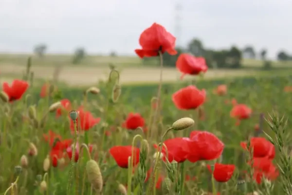 Ruszyła aplikacja suszowa – rolnicy mogą składać wnioski o oszacowanie strat